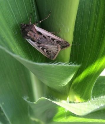 Scouting and Treatment Recommendations for Western Bean Cutworm